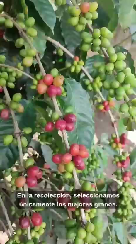Recorrido del café Trivana desde el cultivo hasta la venta